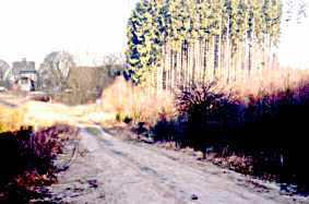 trostloses Bild der heutigen Bahntrasse am Waldrand