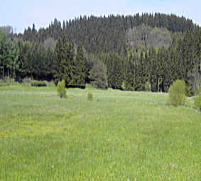 Waldwiese bei Pirmasens