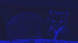 Nachts sind alle Katzen blau