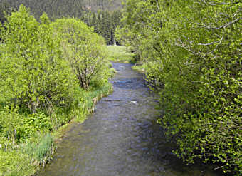 Bachlauf im Wald