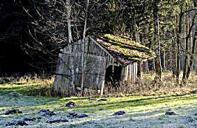 Bdchen im Wald